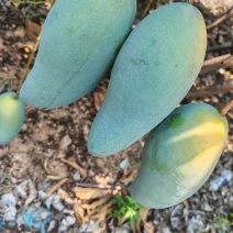 广西热带种植大青芒，150克到300克，高山种植量大从优