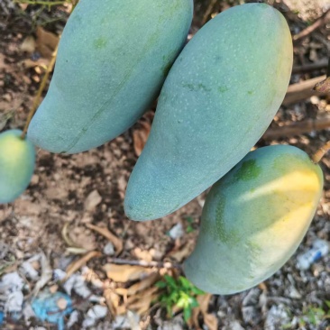 广西热带种植大青芒，150克到300克，高山种植量大从优