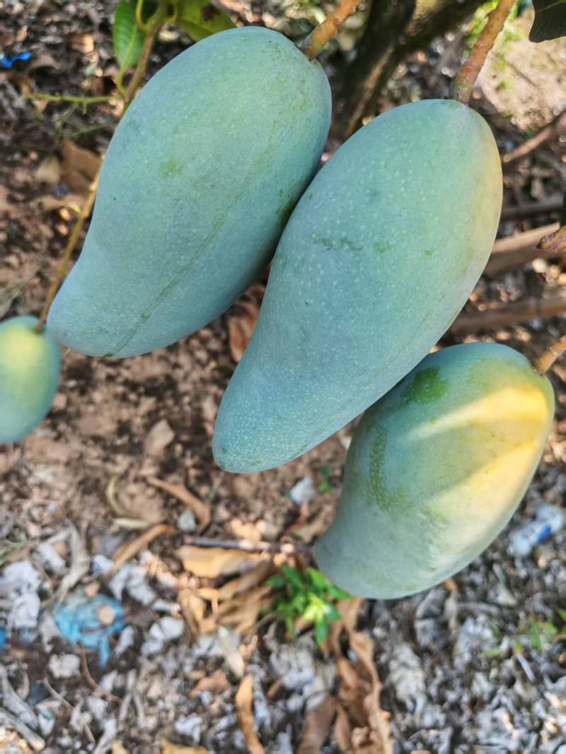 广西热带种植大青芒，150克到300克，高山种植量大从优