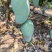 广西热带种植大青芒，150克到300克，高山种植量大从优