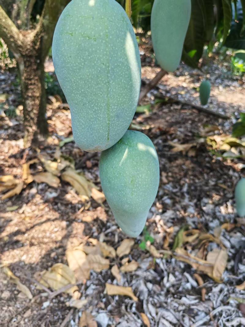 广西热带种植大青芒，150克到300克，高山种植量大从优