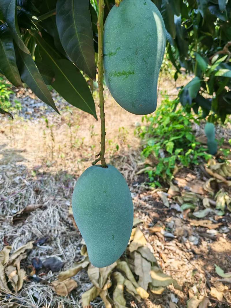 广西热带种植大青芒，150克到300克，高山种植量大从优