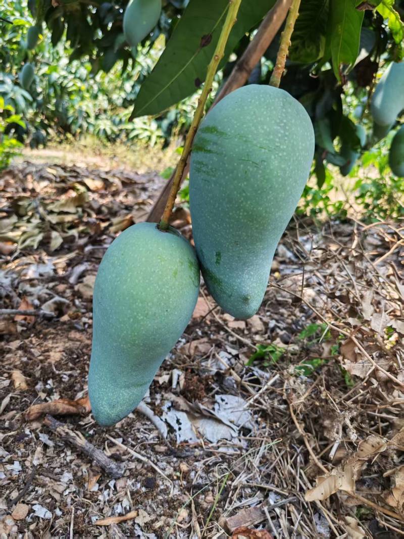 广西热带种植大青芒，150克到300克，高山种植量大从优