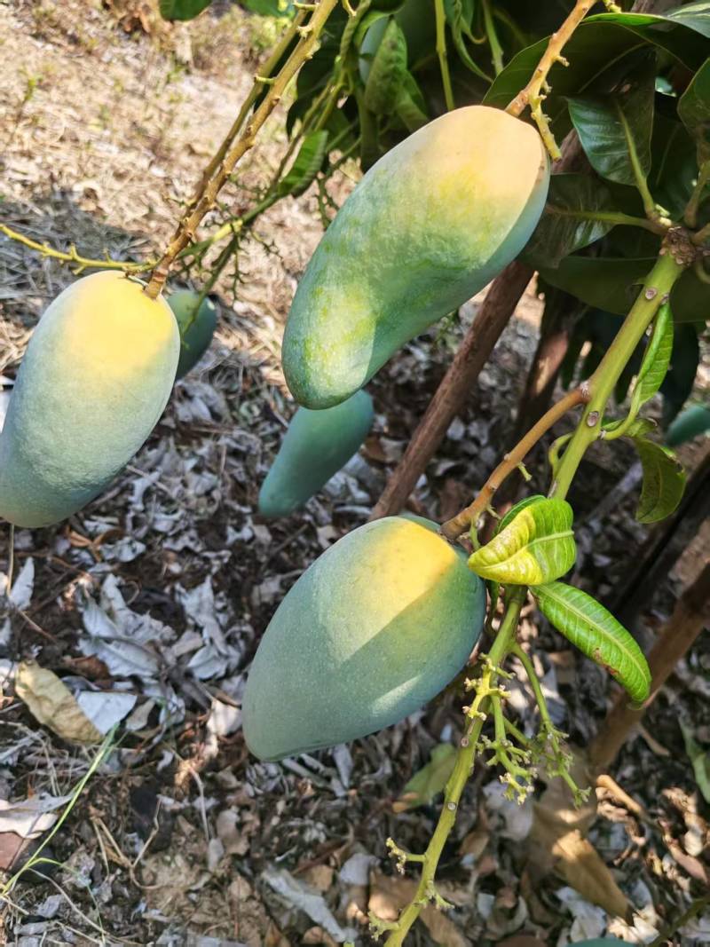 广西热带种植大青芒，150克到300克，高山种植量大从优