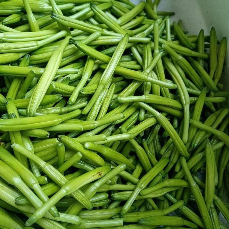 河北省保定市顺平县新鲜黄花菜已上市