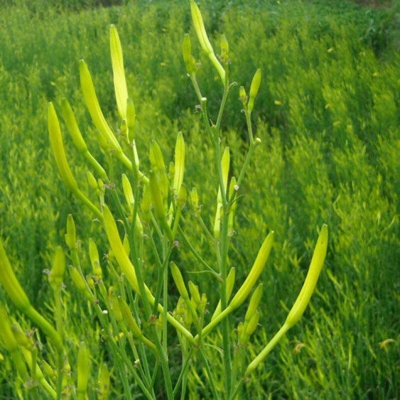 河北省保定市顺平县新鲜黄花菜已上市