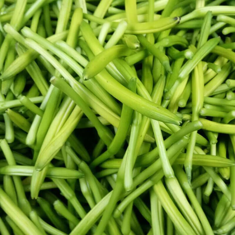 新鲜黄花菜