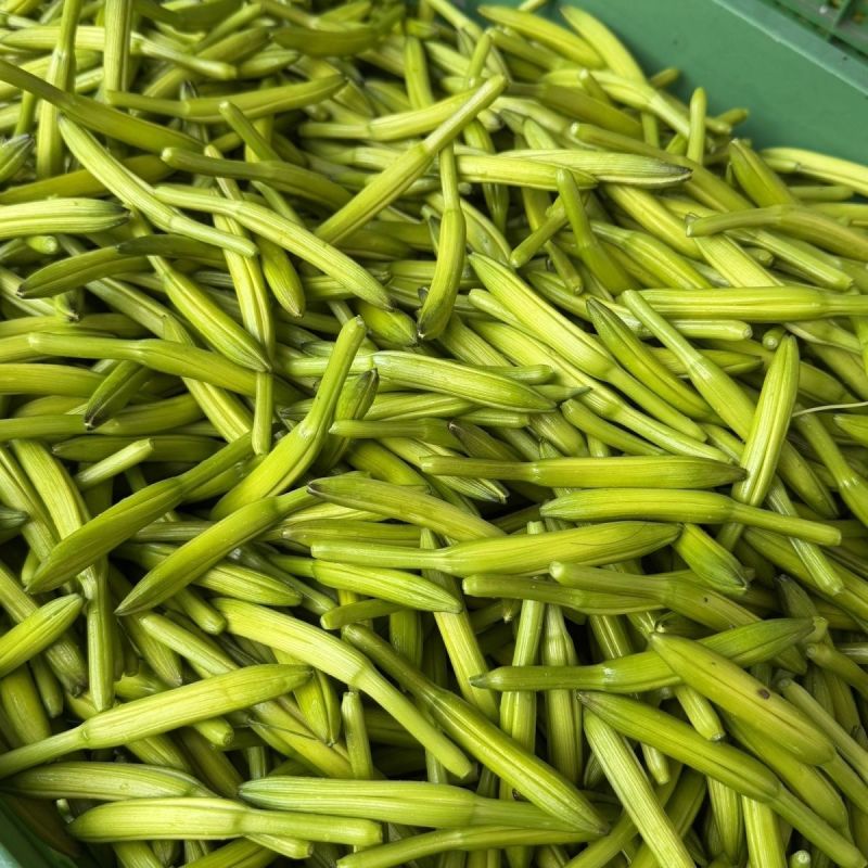 新鲜黄花菜
