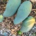 广西热带种植大青芒，150克到300克，高山种植量大从优