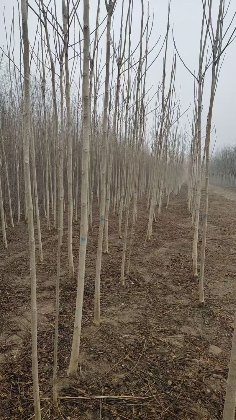 臭椿基地常年大量供应2~20公分的臭椿，欢迎打电话咨询