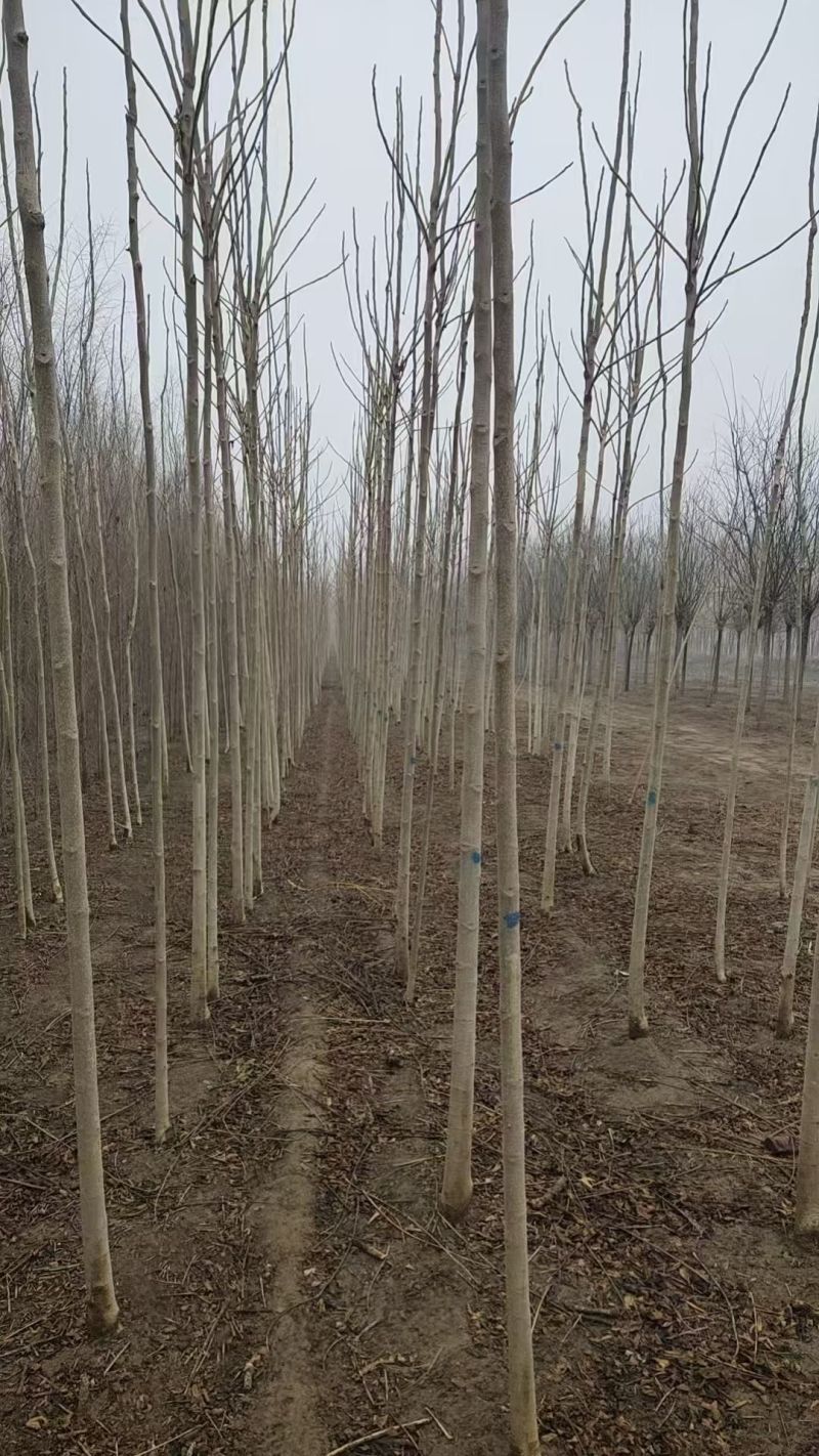 臭椿基地常年大量供应2~20公分的臭椿，欢迎打电话咨询
