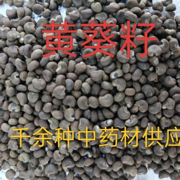 黄葵子，中药材黄葵子供应质量保证价格优惠欢迎咨询购买