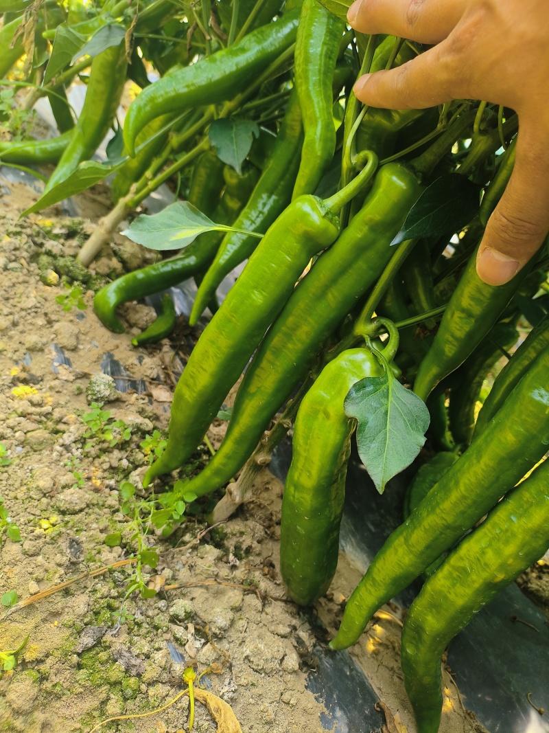云南羊角辣椒大量上市