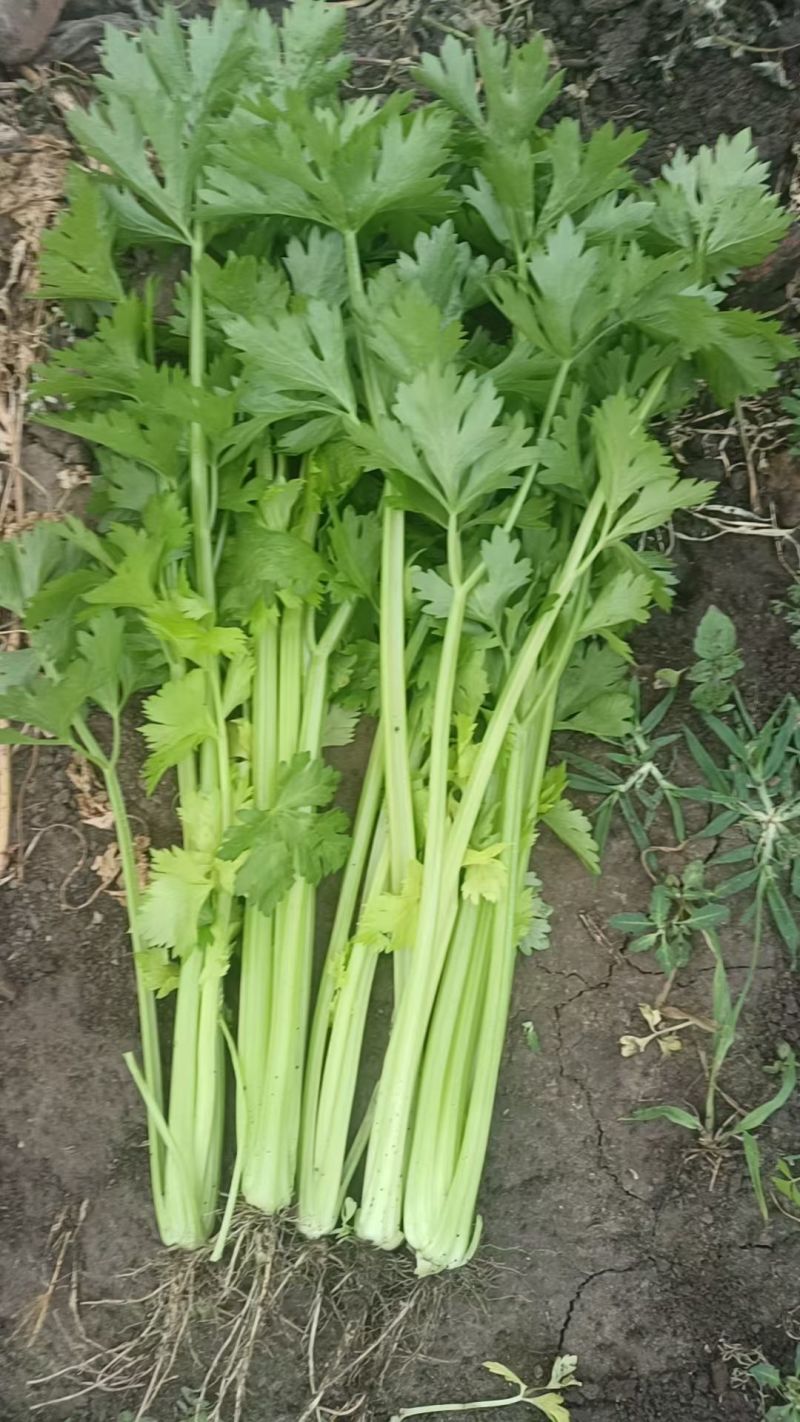 东北芹菜大量有货，欢迎全国各地的朋友前来洽谈选购，物美价