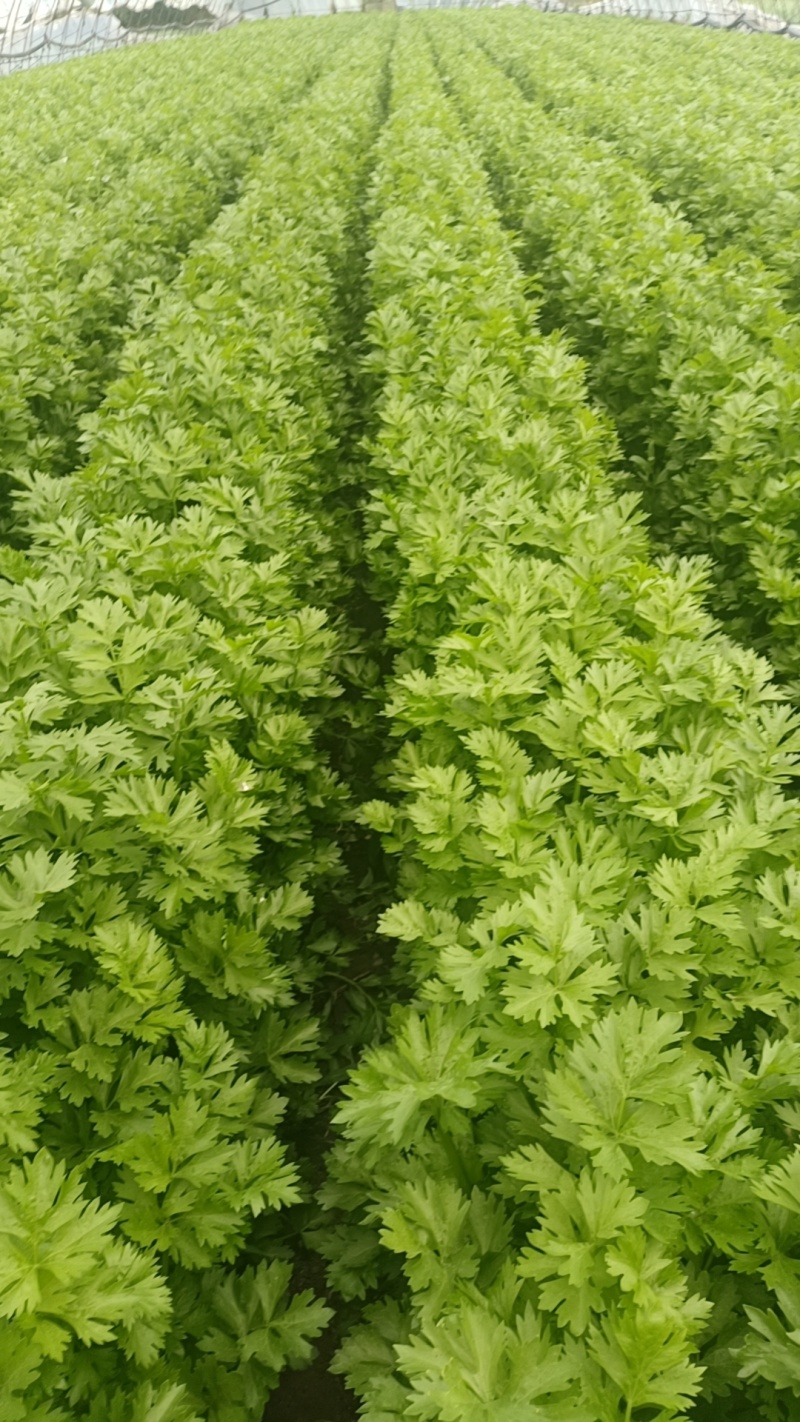 东北芹菜大量有货，欢迎全国各地的朋友前来洽谈选购，物美价