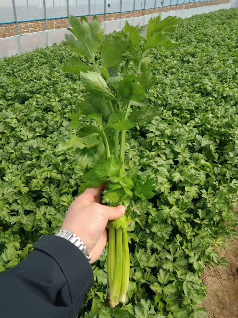 东北芹菜大量有货，欢迎全国各地的朋友前来洽谈选购，物美价