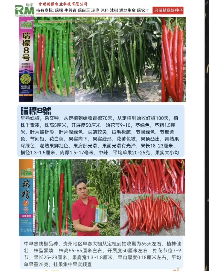 瑞檬8号辣椒种子厂家直销价格优惠质量保证规格齐全