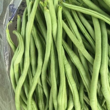 甘肃豆王大量上市，各市场大老们看货弄价
