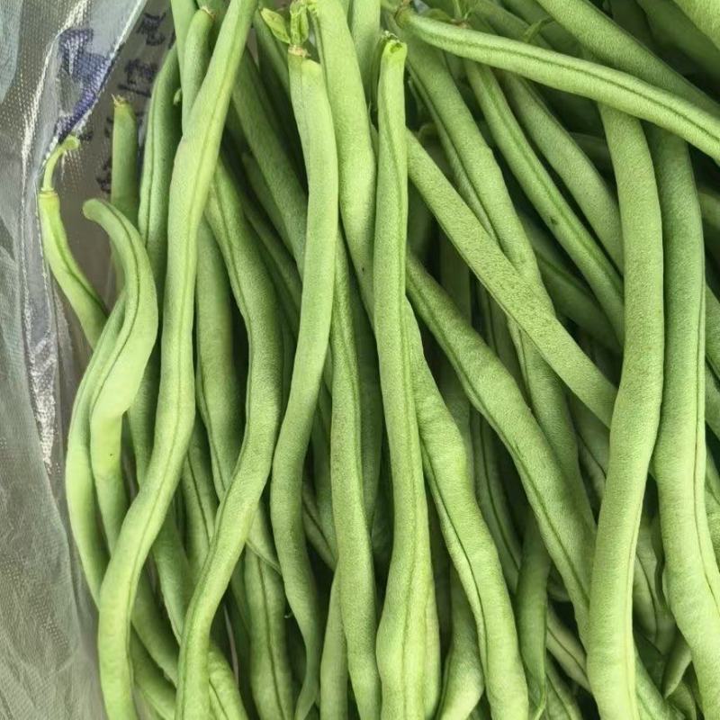 甘肃豆王大量上市，各市场大老们看货弄价