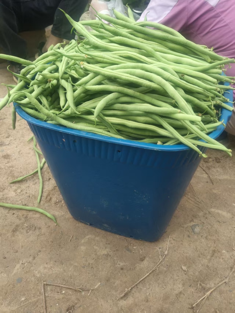 甘肃豆王大量上市，各市场大老们看货弄价