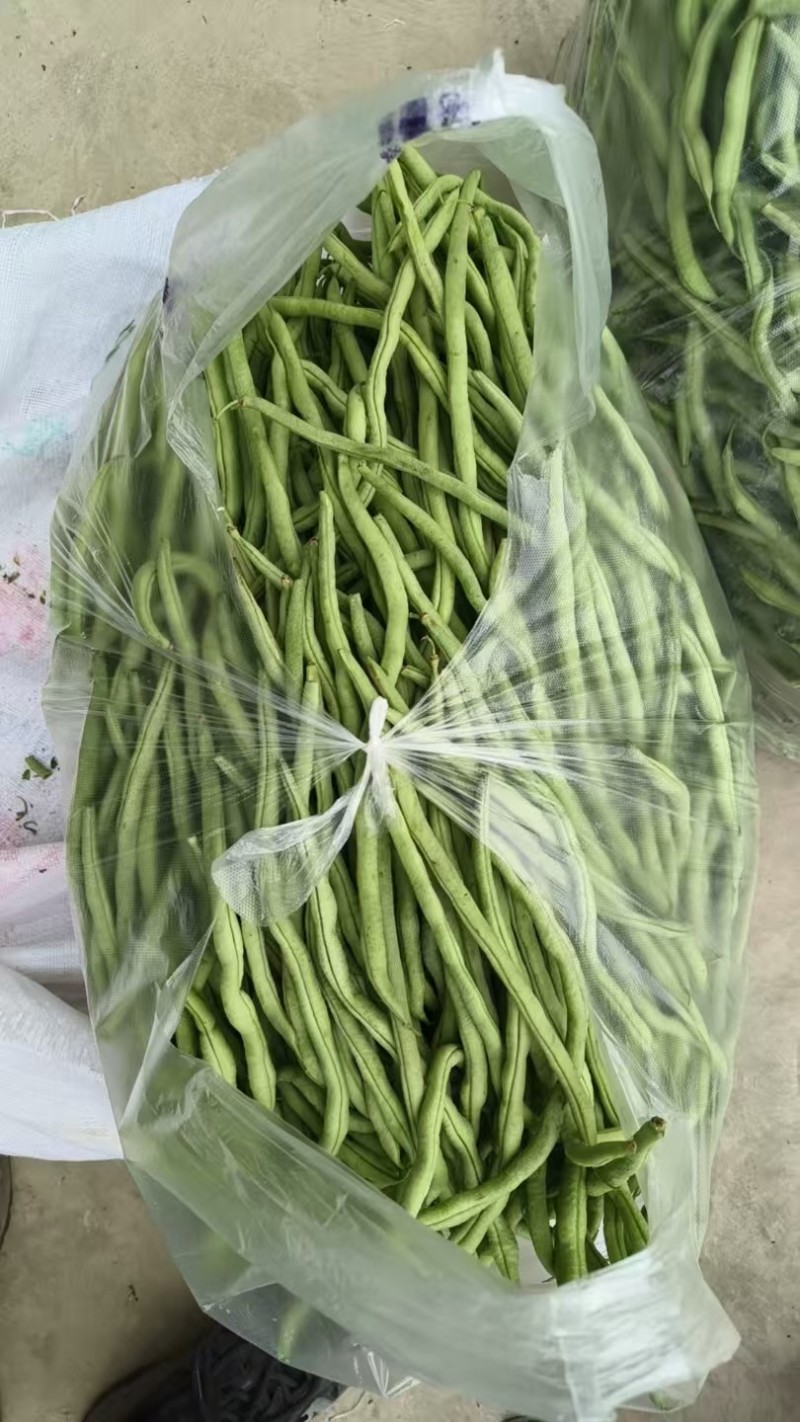 甘肃豆王大量上市，各市场大老们看货弄价