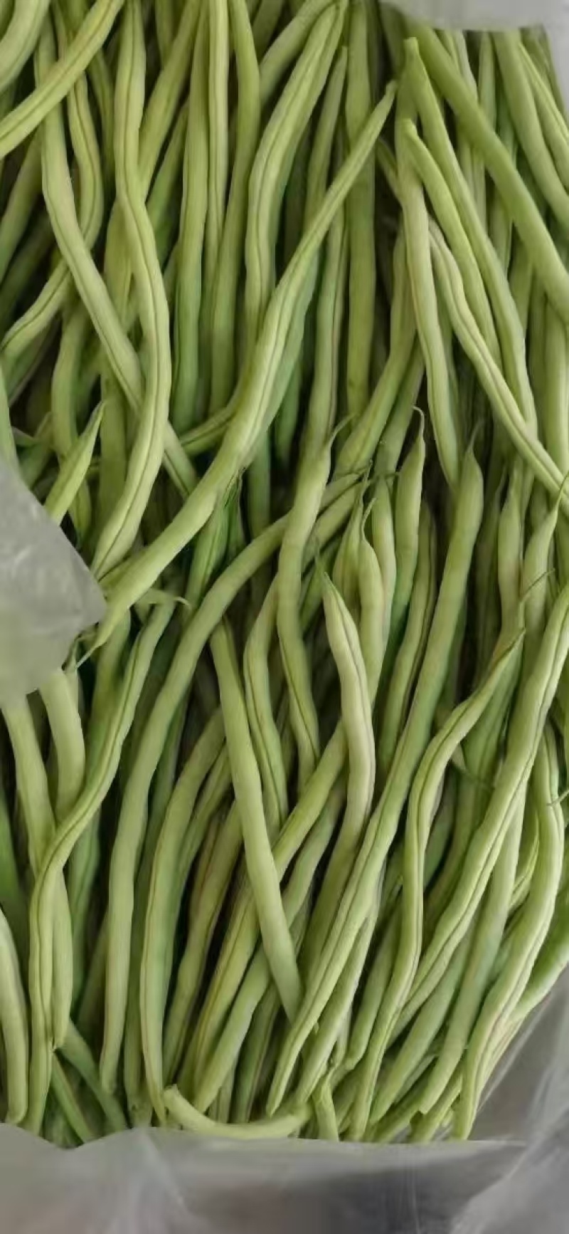 甘肃豆王大量上市，各市场大老们看货弄价