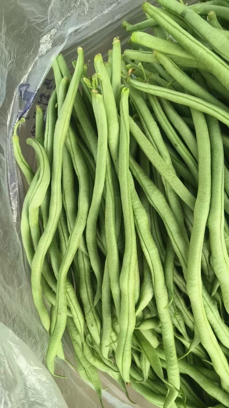 甘肃豆王大量上市，各市场大老们看货弄价
