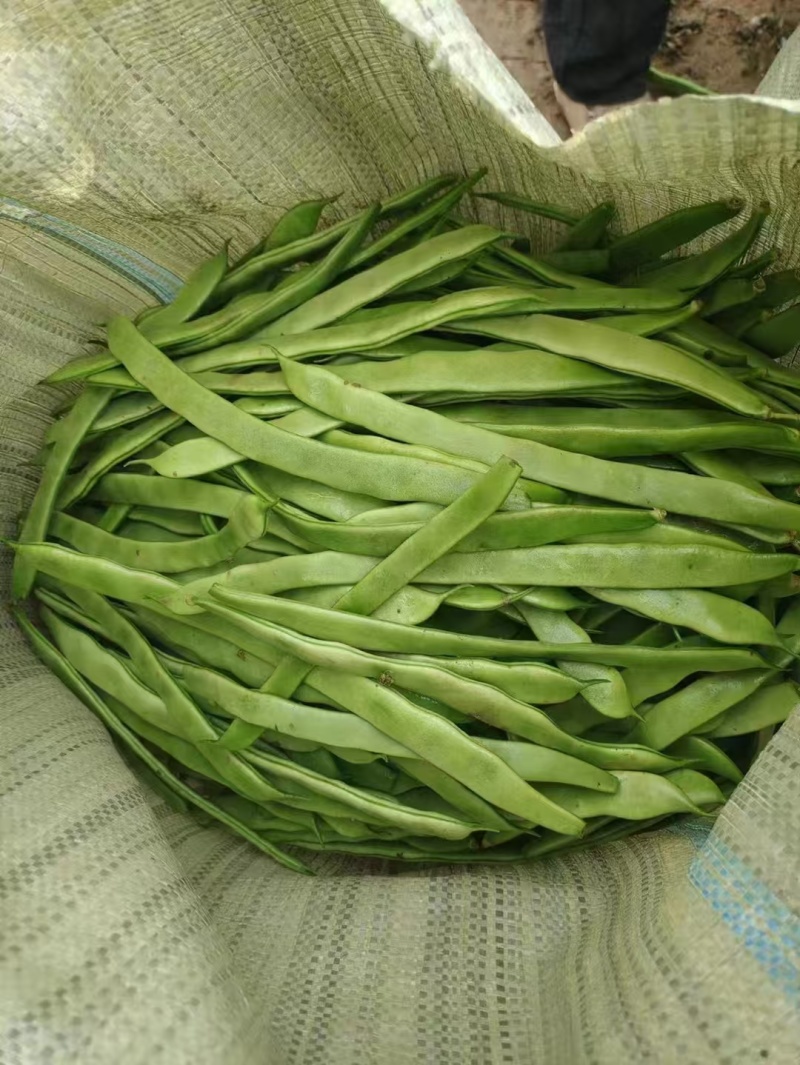 甘肃豆王大量上市，各市场大老们看货弄价