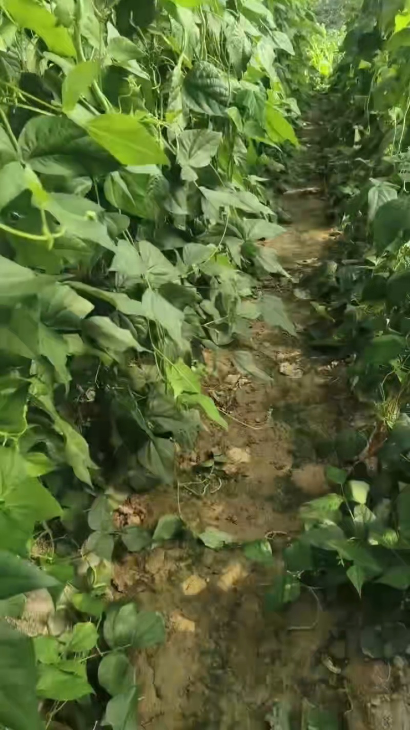 甘肃豆王大量上市，各市场大老们看货弄价