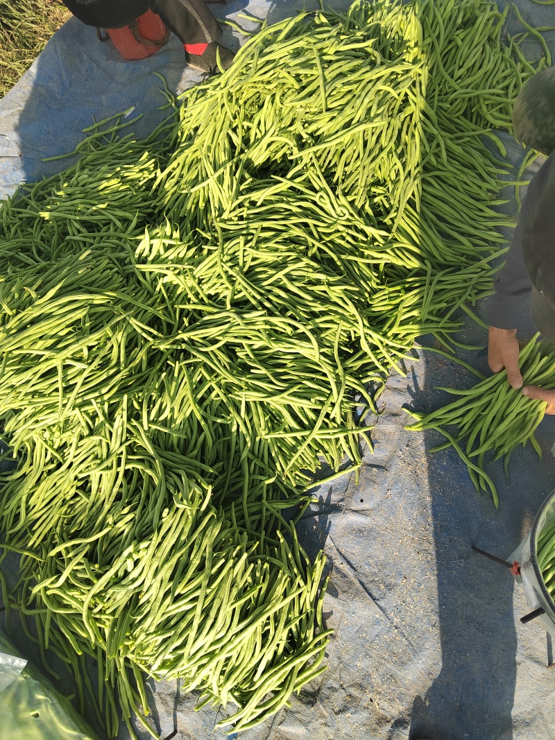 架豆王品种保障服务周到价格美丽欢迎联系