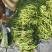 架豆王品种保障服务周到价格美丽欢迎联系