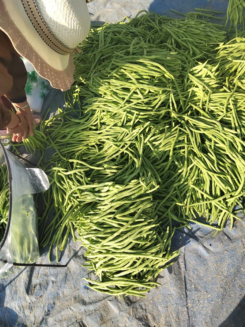 架豆王品种保障服务周到价格美丽欢迎联系