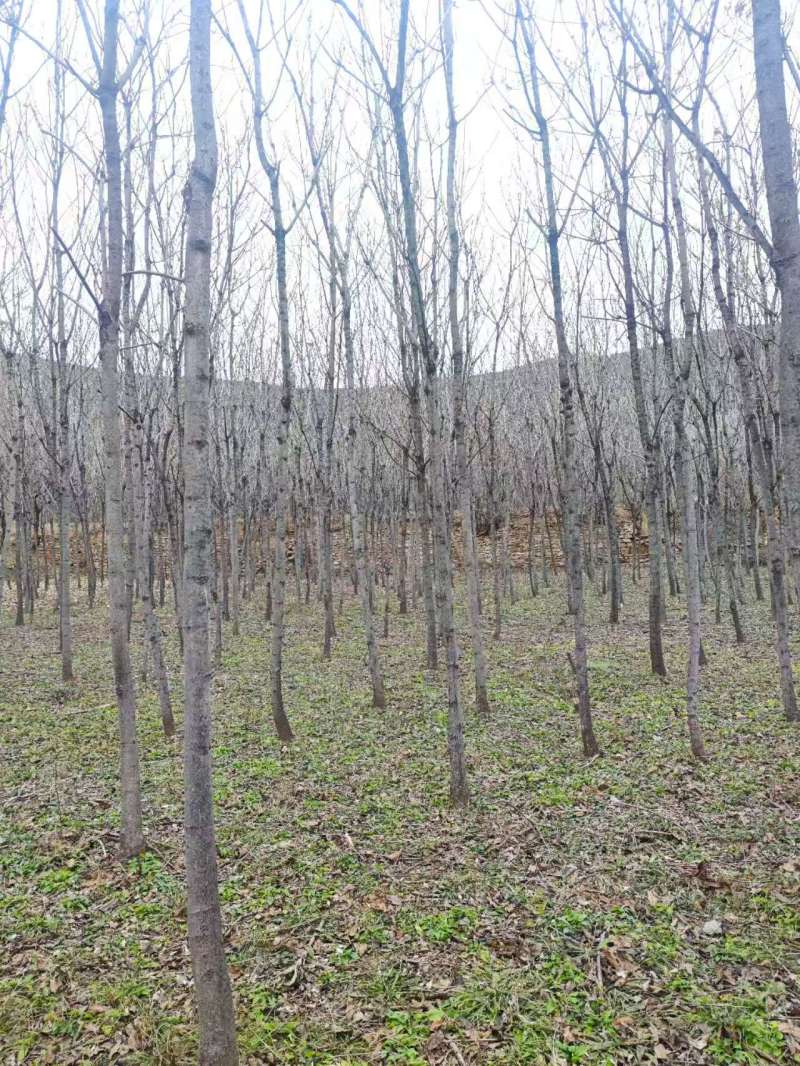 千头椿基地常年供应千头椿，臭椿，红叶椿2~20公分的量大