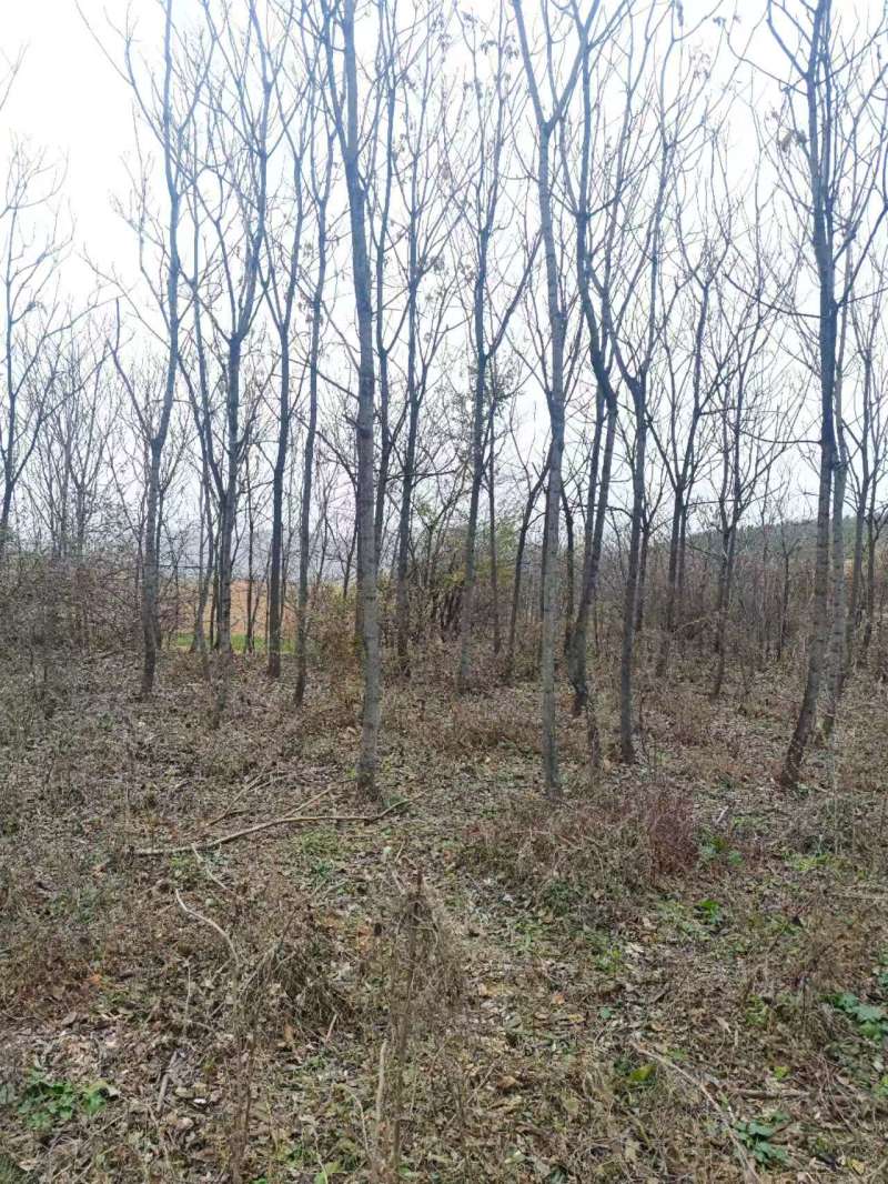 千头椿基地常年供应千头椿，臭椿，红叶椿2~20公分的量大