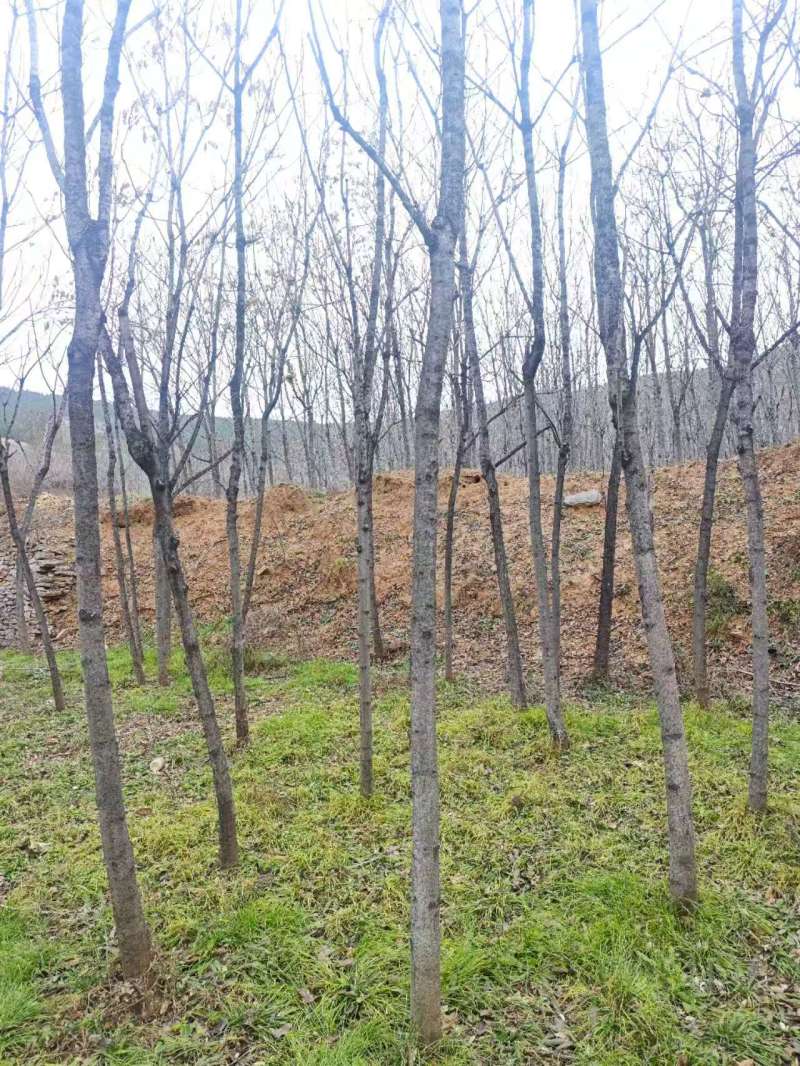 千头椿基地常年供应千头椿，臭椿，红叶椿2~20公分的量大