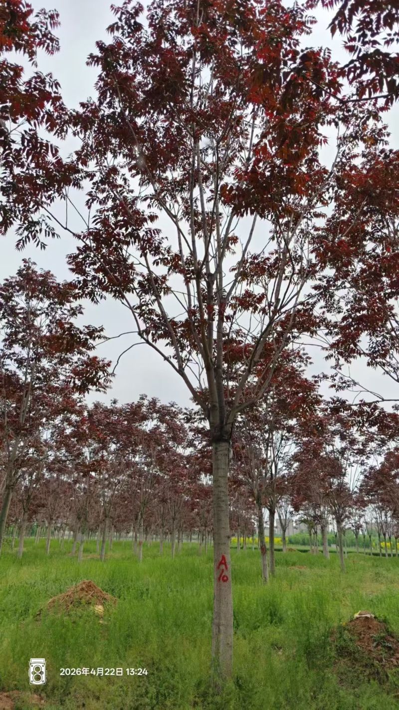 千头椿基地常年供应千头椿，臭椿，红叶椿2~20公分的量大