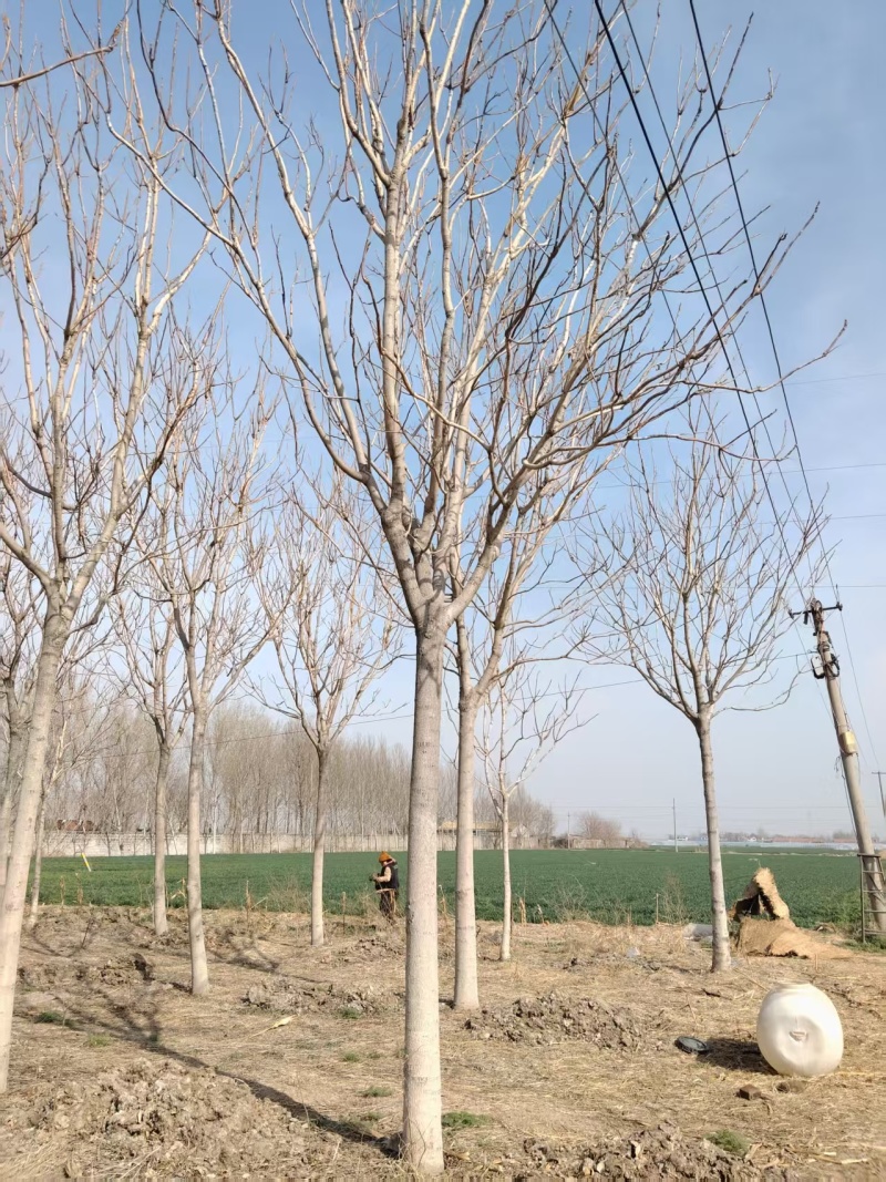 千头椿基地常年供应千头椿，臭椿，红叶椿2~20公分的量大