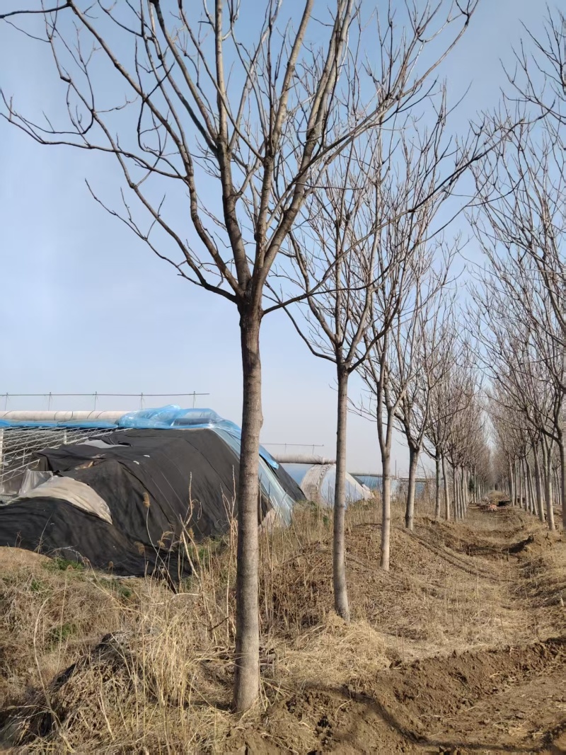 千头椿基地常年供应千头椿，臭椿，红叶椿2~20公分的量大
