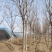 千头椿基地常年供应千头椿，臭椿，红叶椿2~20公分的量大