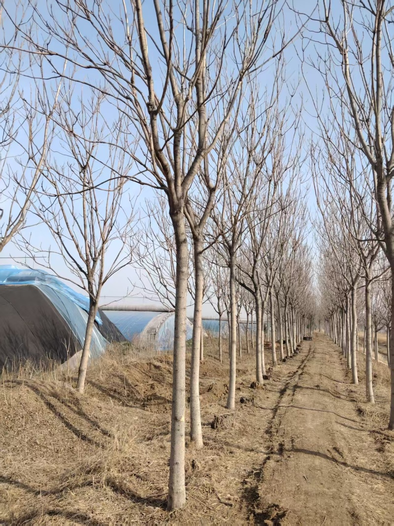千头椿基地常年供应千头椿，臭椿，红叶椿2~20公分的量大