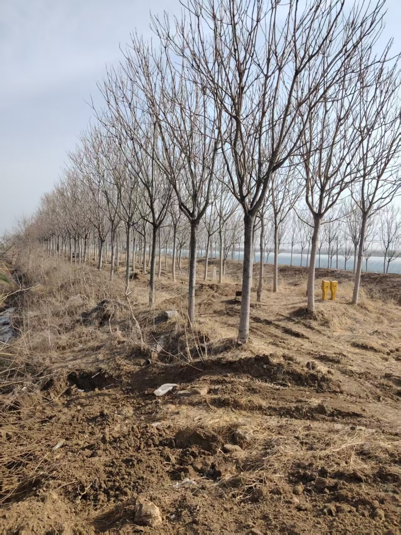 千头椿基地常年供应千头椿，臭椿，红叶椿2~20公分的量大