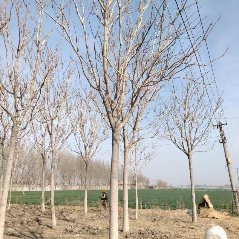 千头椿基地常年供应千头椿，臭椿，红叶椿2~20公分的量大