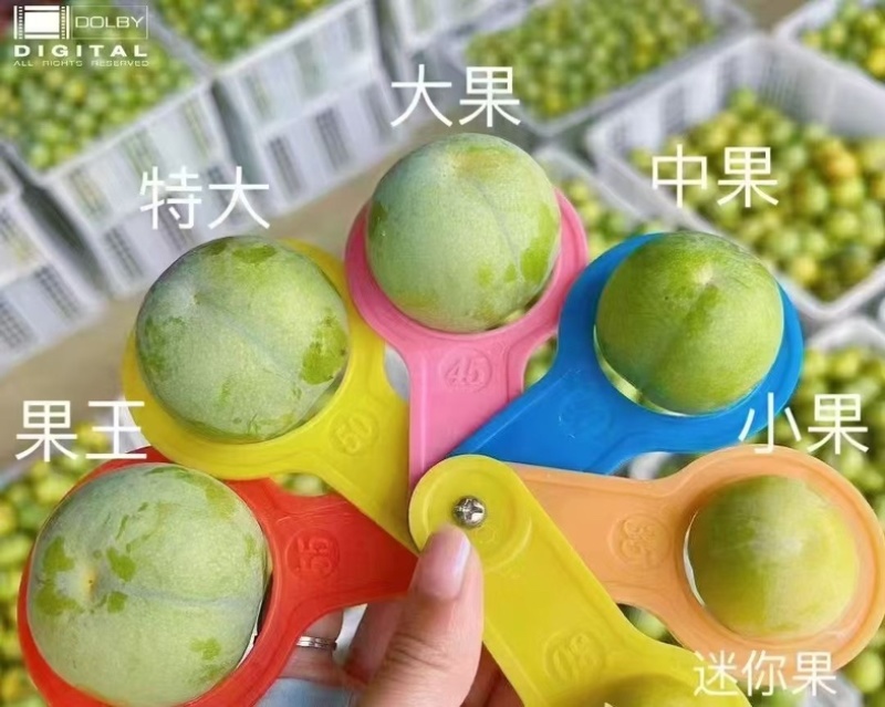 贵州正宗六马老树蜂糖李