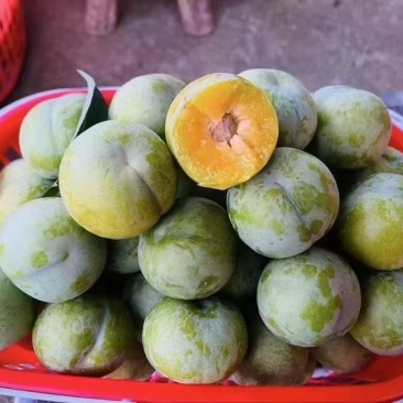 贵州正宗六马老树蜂糖李
