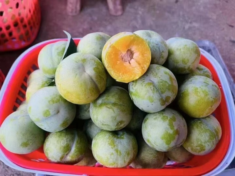 贵州正宗六马老树蜂糖李