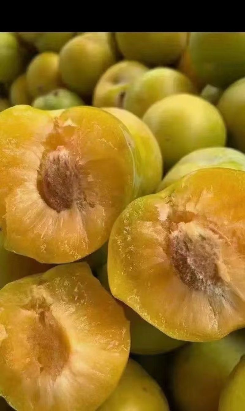 贵州正宗六马老树蜂糖李