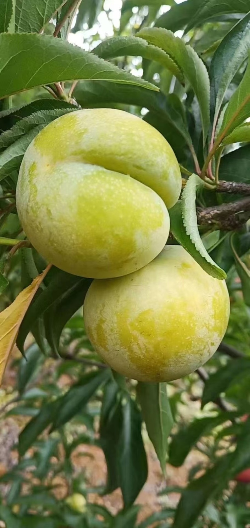 贵州正宗六马老树蜂糖李