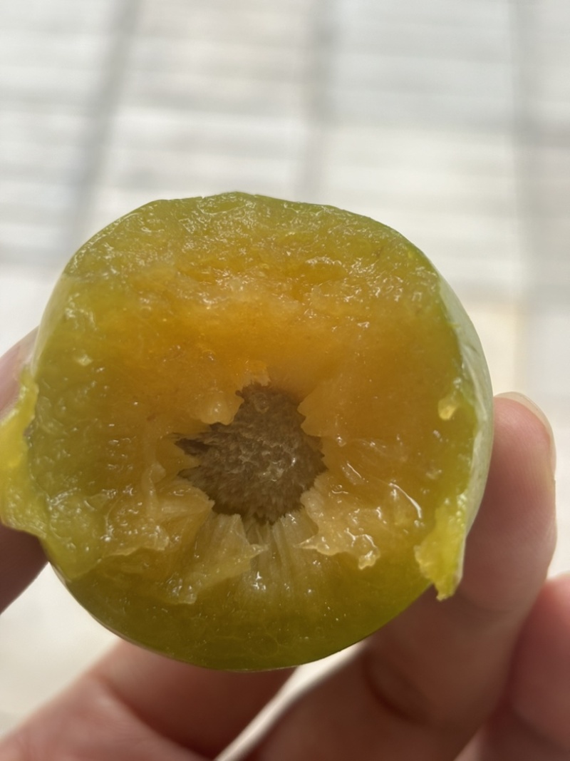 贵州正宗六马老树蜂糖李