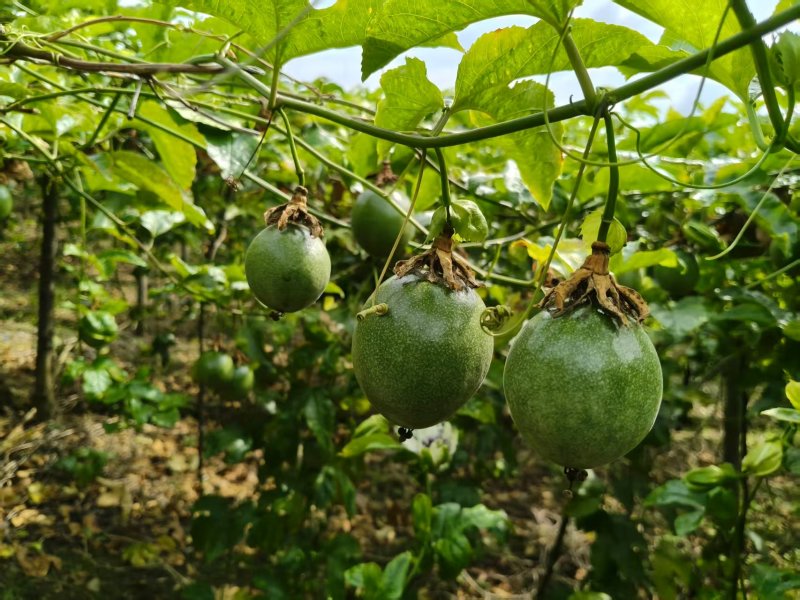 马关百香果