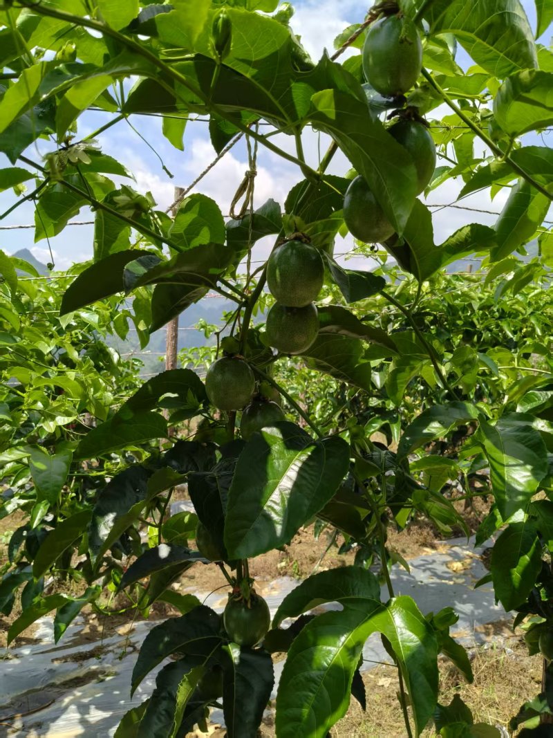马关百香果